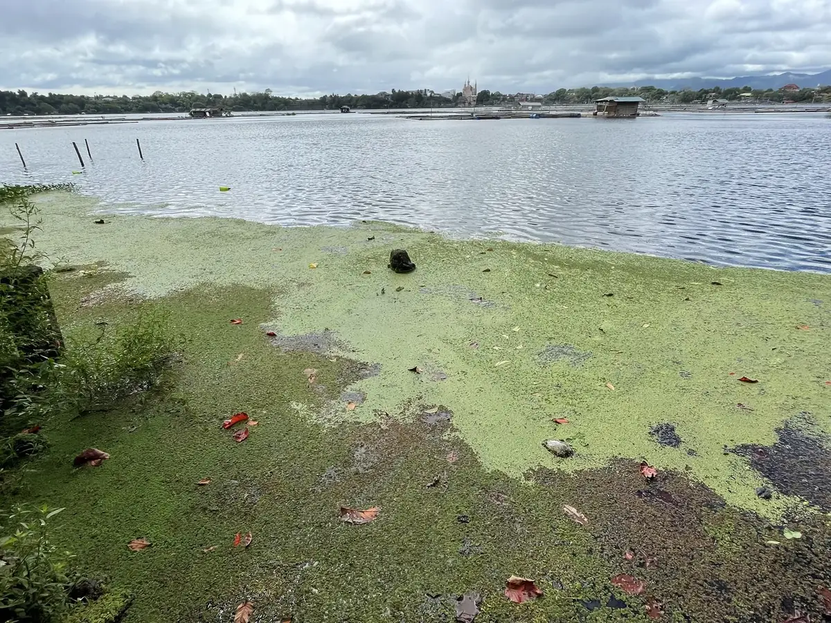 Green algae bloom along a lakeshore with fish cages in the background