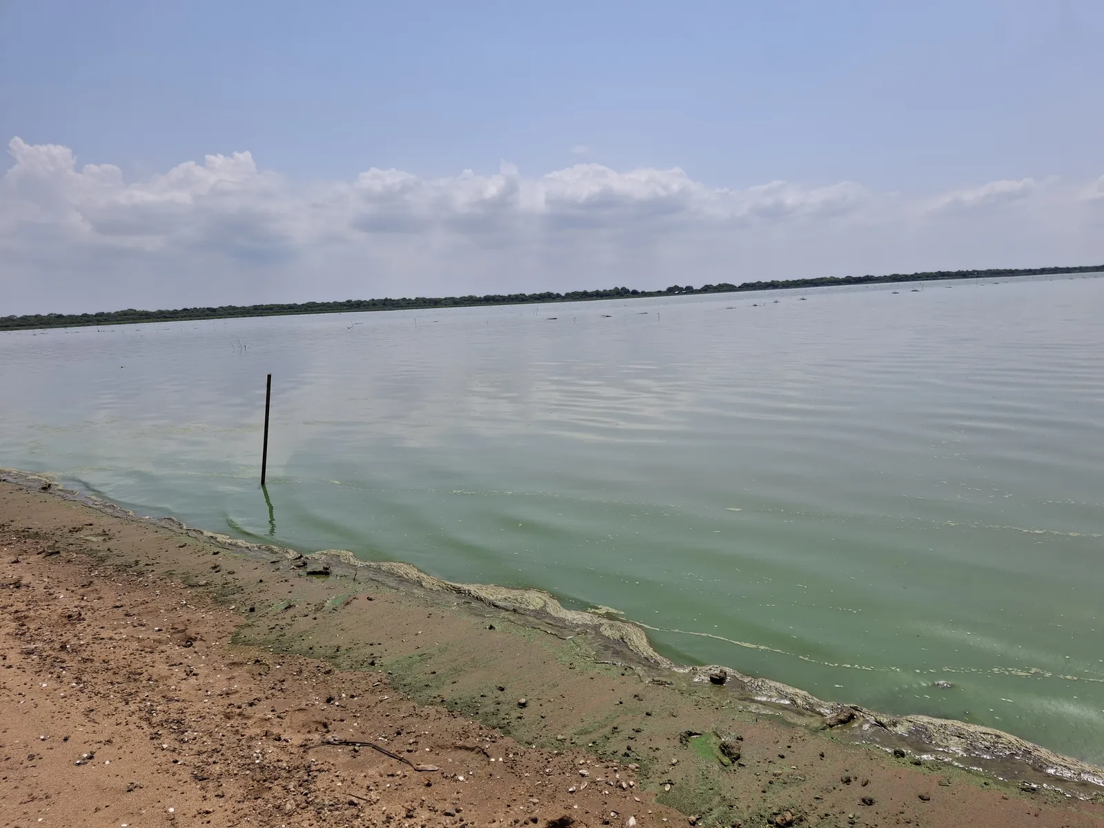 A eutrophic lake in the Philippines with an algae-green surface and scum along the shore
