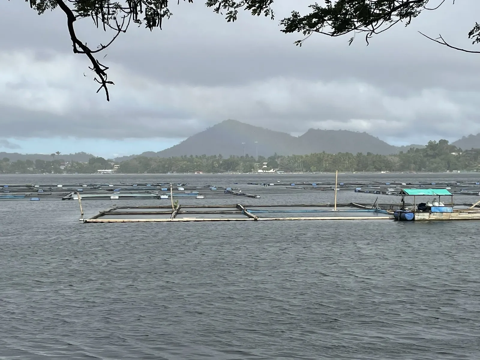 Rows of fish cages on a lake in the Philippines