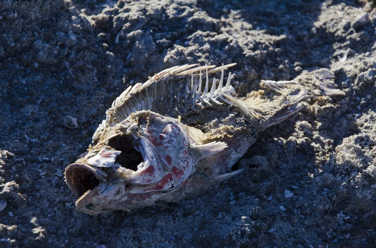 Mystery ocean toxin research in Papua New Guinea